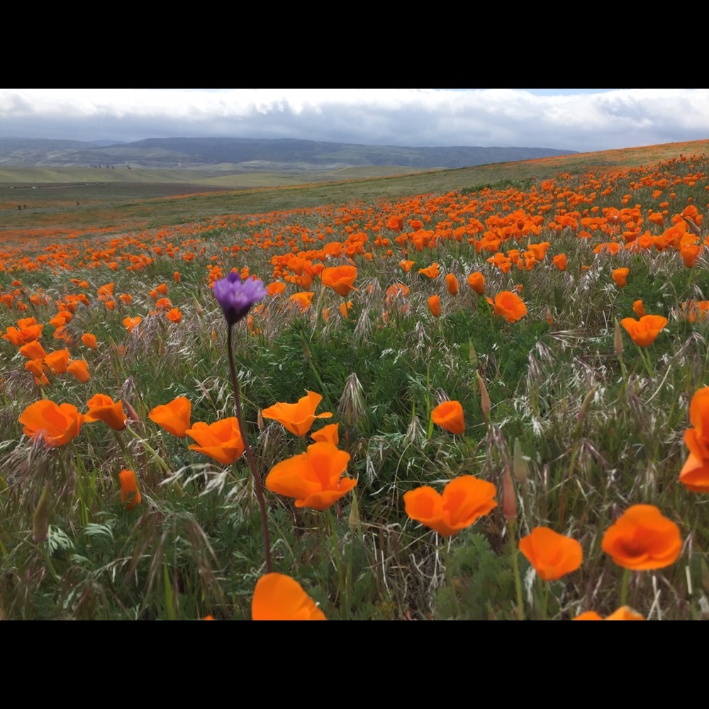 Meet your Posher, Grace